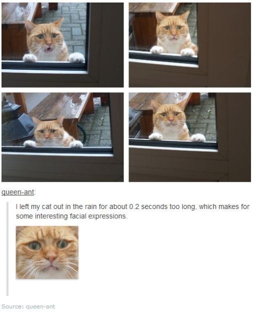 itsstuckyinmyhead:  Cats and Tumblr 