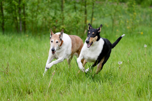 nanocollie