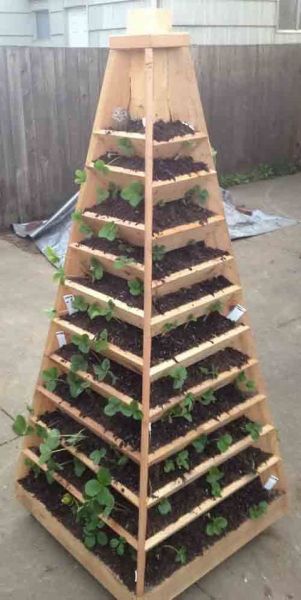 Apple tree pyramid