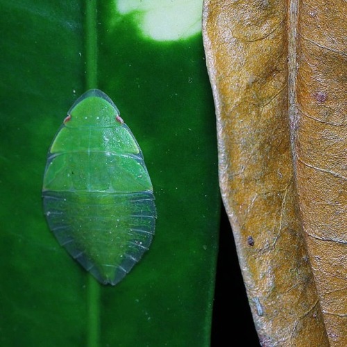 #leafhopper #bug #insectagram #insectsofinstagram #instainsect #macrophotography #insect #macroworld