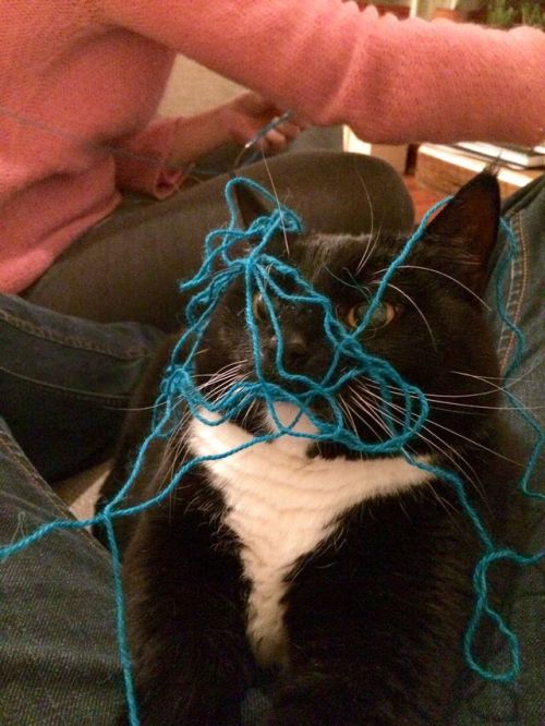cat-overload: She was playing with the yarn. Upon putting some on her face, she could not compute fo
