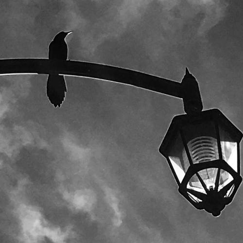 Zanate #callesdemiciudad #callesenblancoynegro #callesdequerétaro #callesdeméxico #instaqro #aves #