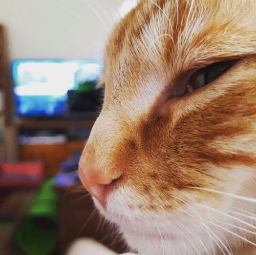 onceuponagingercat:Enzo 