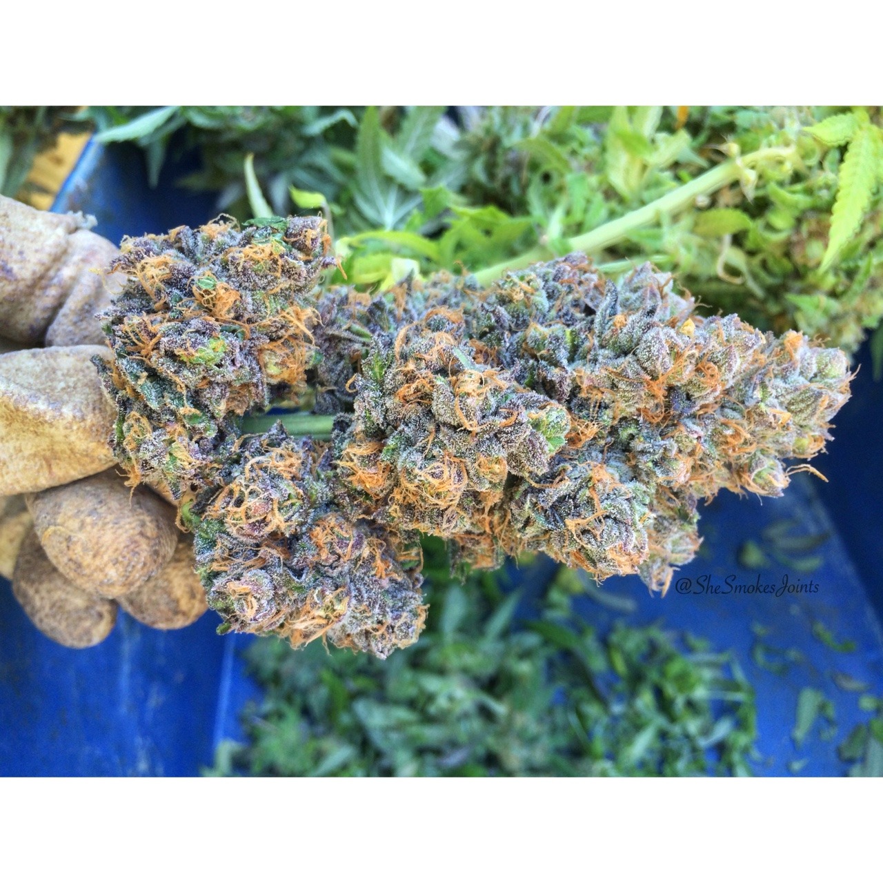 shesmokesjoints:  Straight gorgeous 😍🙌 Freshly cut Durple 💚💜