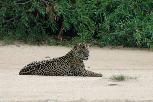 bigcatkingdom:Jaguar - Onça-pintada - Panthera onca (by El1saB)Cats.  No matter their size, they are