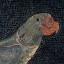 bird--apologist