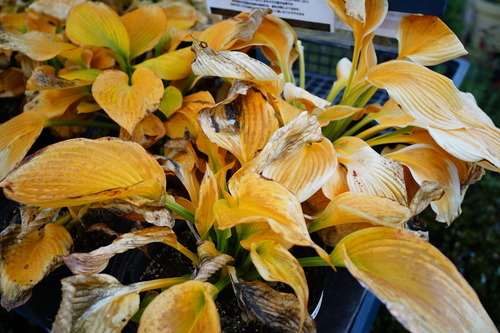 花ひろばオンラインの植物管理のウンチク 園芸q A 冬にギボウシが枯れてしまいました 大丈夫でしょうか