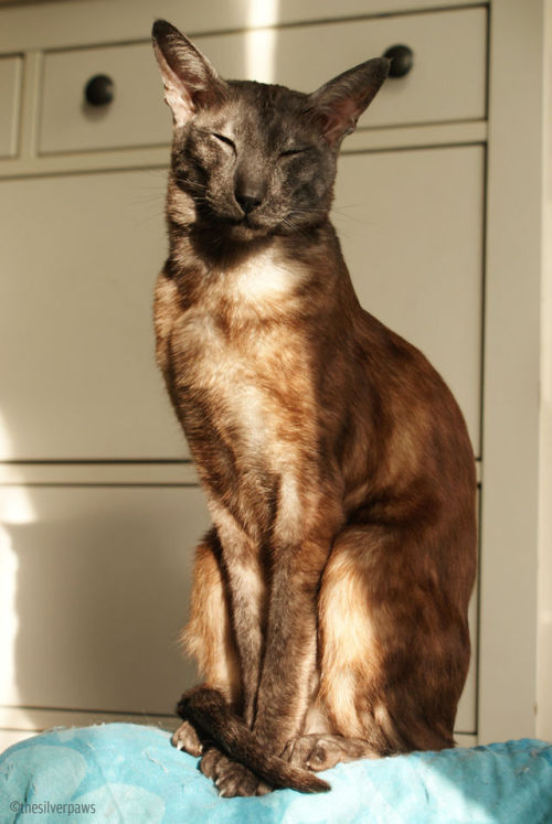 thesilverpaws:Daydream.