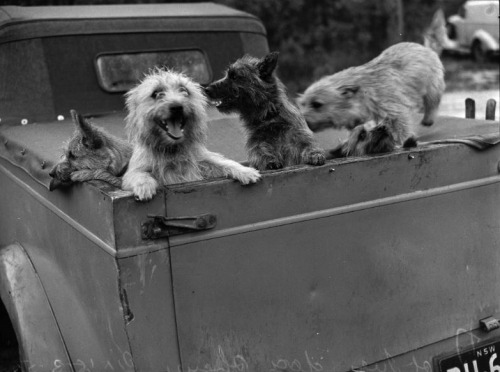 Anonymous. Dog Show. St. Ives, Sydney. 1950