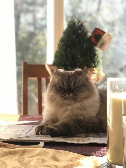 whyisntketchupasmoothie:A Beautiful Christmas Cat