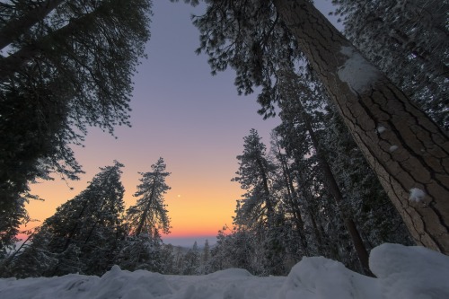 POV: You’re standing amongst the sequoia trees watching a winter sunrise. Life is good.
Photo at Sequoia and Kings Canyon National Park, by Jelieta Walinski (sharetheexperience.org).
Photo description: Tall snowy trees stretch up towards a...