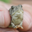 tinystoopidtoad