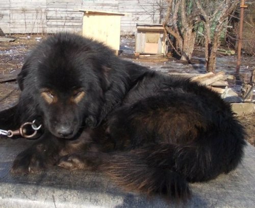 livestockguardiangod:Van Hara Diamond, “black bespectacled” Mongolian Bankhar, source.