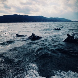 eartheld:  lostslightly:   rrictus:  Dolphin watching today was very incredible I nearly cried bc so majestic and I also nearly dropped my phone into the ocean numerous times BUT DIDN’T  this is gorgeous   mostly nature