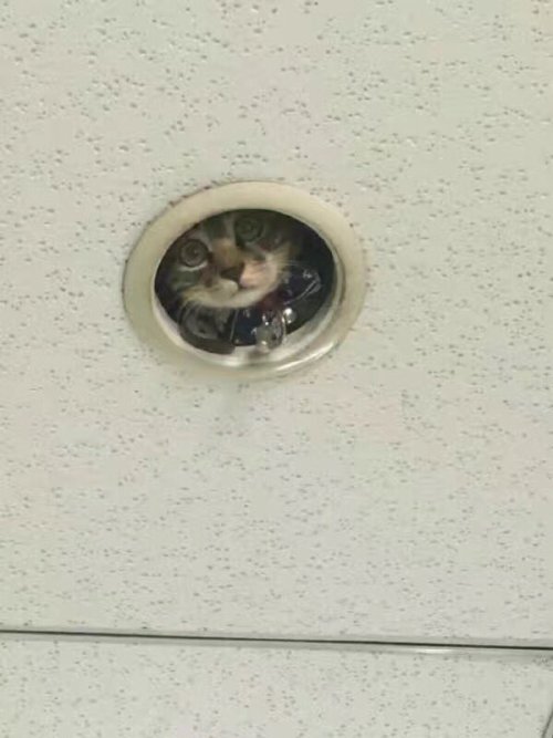 wariowareinc:carudamon119:玩具馬‏@omocha_no_uma同僚から送られてきた写真。新型の監視カメ……ラ！？Surveillance camera ！？ceiling c