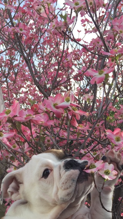 awwww-cute:  First Day Of Spring! (Source: http://ift.tt/1XFF8Kn)  Always take time to stop and eat the flowers.
