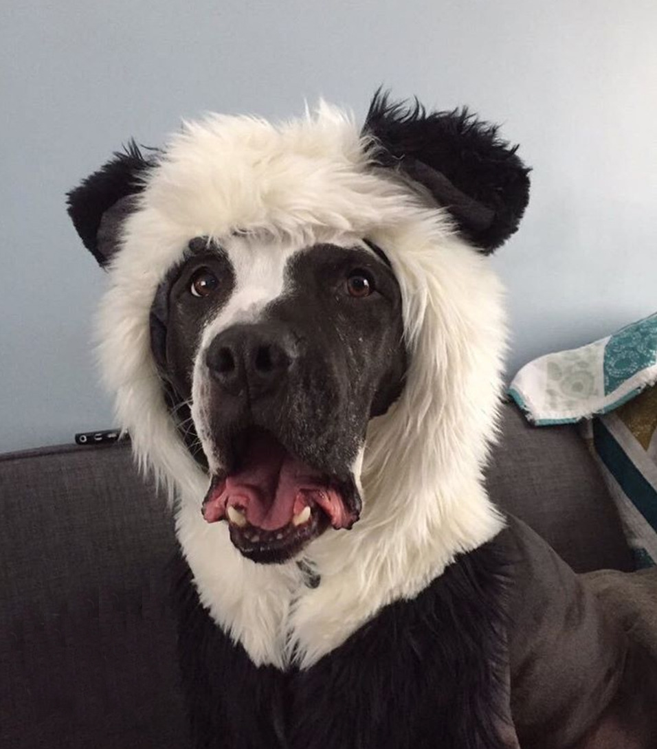 animalrates:  animal rates?