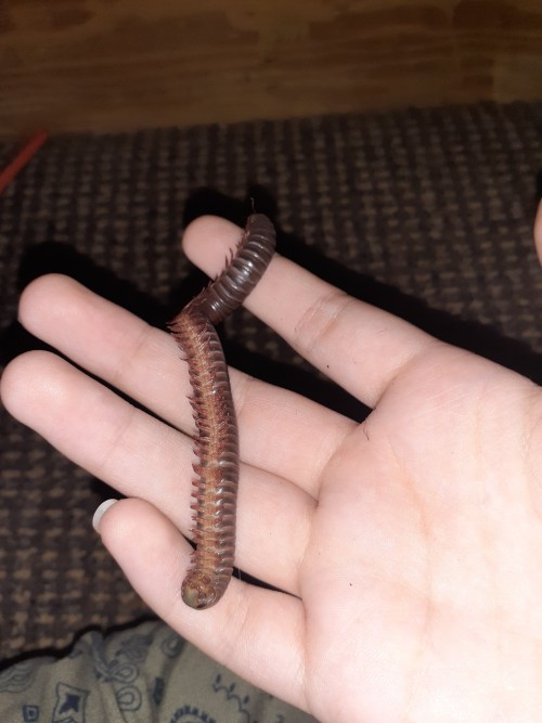 Unfortunately I Found That One Of My Millipedes Had Drowned In The Water Dish. I Decided To Preserve