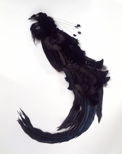 French Headdress made of mounted Bird of Paradise feathers, 1910s. The design of this ornament is co