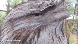drhoz:  ursulavernon:  napoleon-and-the-bonapartes:  This bird knows he looks amazing.  That is a “Hello…ladies…” look if I ever saw one.  Tawny Frogmouths are relatively common, but you hardly ever see them because their camouflage is that good.