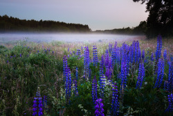 tulipnight:  Lupines in the Mist by Mindaugas