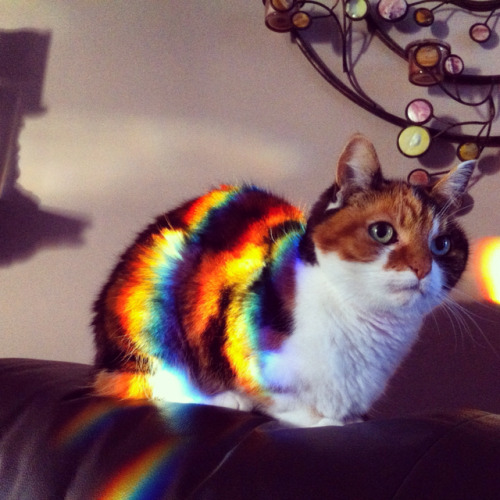 peggys-magic-sex-feet:peggys-magic-sex-feet:fantasticcatadventures:the real nyan catthis cat knows t