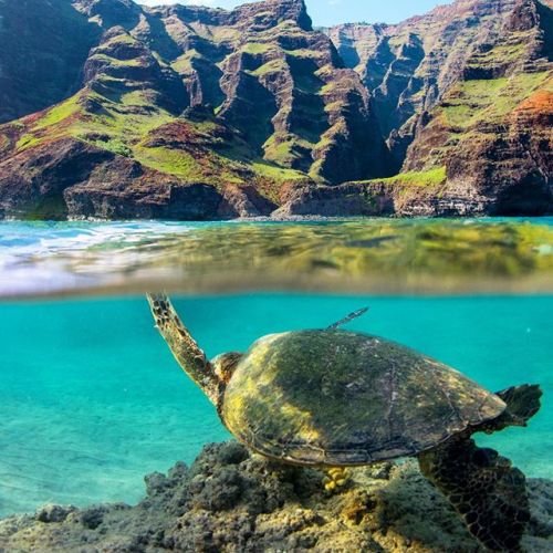 ishawaii:  Best of both worlds  #luckywelivehawaii #kauai #hawaii #honu – photo taken by chadkoga 