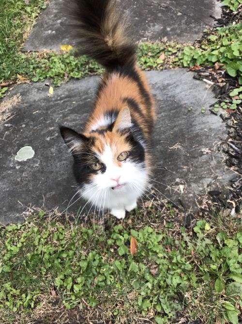 awwww-cute:  This is my neighbor’s cat. I don’t know her name but I know she loves aggressively headbooping your hand and she drools a lot. I call her Mr. Meowmers (Source: http://ift.tt/2dInLcd)