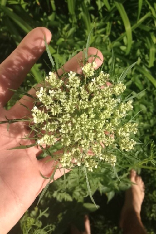 internetcooldad:  Garden flower appreciation post?