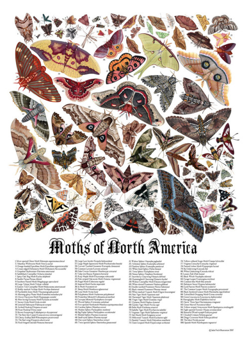 parliamentrook:jadafitch:My Moths of North America poster is finally complete!  You can get one here