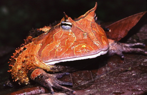 frogs-are-awesome: Surinam horned frog (Ceratophrys cornuta) by Bernard DupontCacao, Guyane