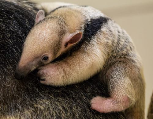 zooborns:Rare Southern Tamandua Born at Buffalo ZooA group of Southern Tamanduas was imported to the