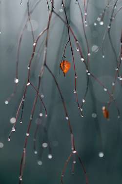 rainydaym00d:  Autumn Rain 🍁 