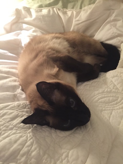 inonibird:  The return of Mickey and Leo! (Dad & stepmom’s Siamese cats)…they REALLY enjoy sleeping on me/my bed.Also, bonus cat from elsewhere:The cat is NOT out of the bag, I repeat, NOT out of the bag. :P