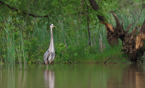 Great Blue Heron (Ardea herodias)