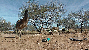 lulz-time:  kiggor:  emus vs. weasel ball  This post has been featured on a 1000Notes.com