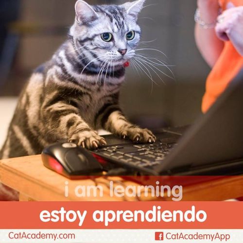  Have you downloaded Cat Spanish yet? It’s free!http://is.gd/Cat_Spanish 