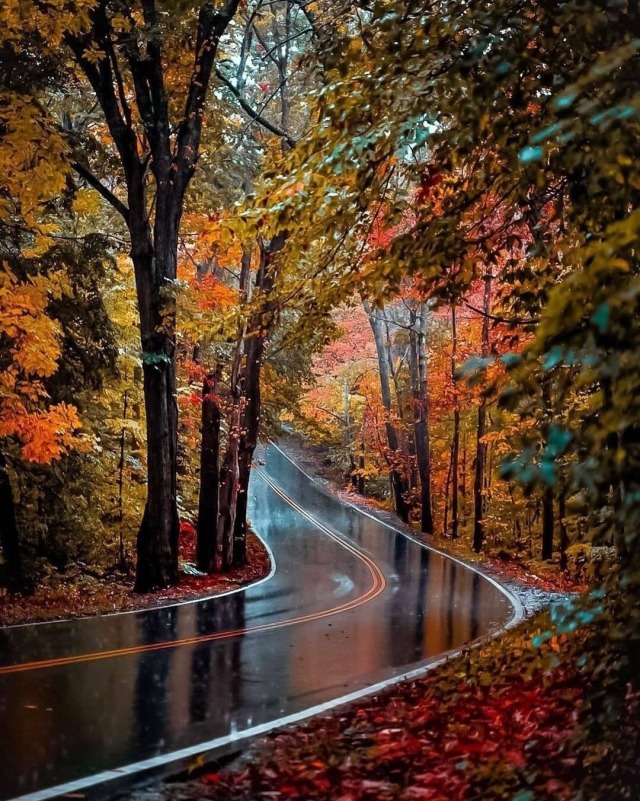 Autumn Forest Explore Tumblr Posts And Blogs Tumgir Autumn Forest Explore Tumblr Posts And Blogs Tumgir