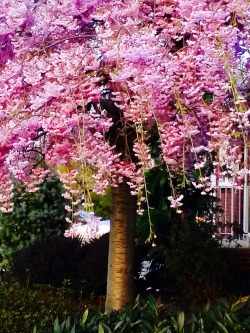ilovehellokittyandweed:  My flowering cherry tree🌺🌺💜💜💜 so beautiful