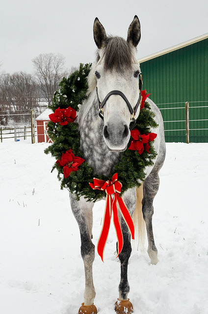 dapples-and-bays:  horsesornothing:  Marey Christmas! by LCN71 on Flickr.  ADORABLE