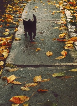 Let's Fall In Love with Autumn!