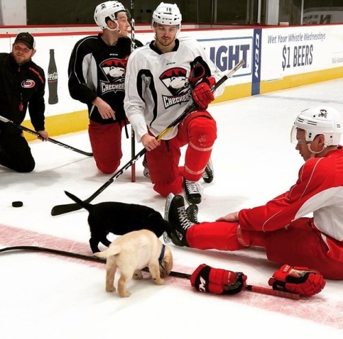 charlottecheckershockey:@emilybennett.dulaney: Huge heartfelt thank you to the Charlotte Checkers fo