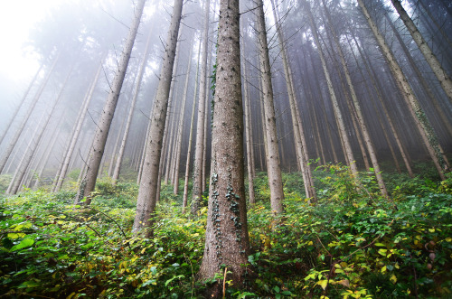 bramphotography:Pine trees on a misty morning