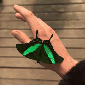 The Emerald Swallowtail (papilio Palinurus) | Diana_murguta On Ig