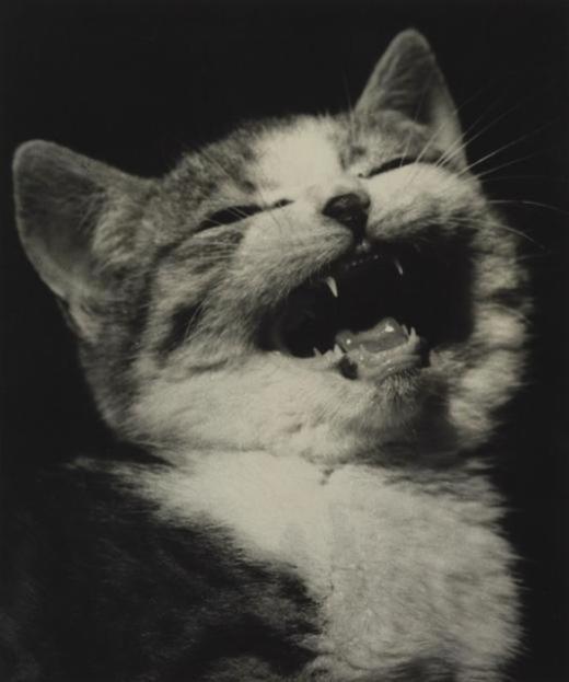 realityayslum:Eric Lee-Johnson [Cats], 1950s
