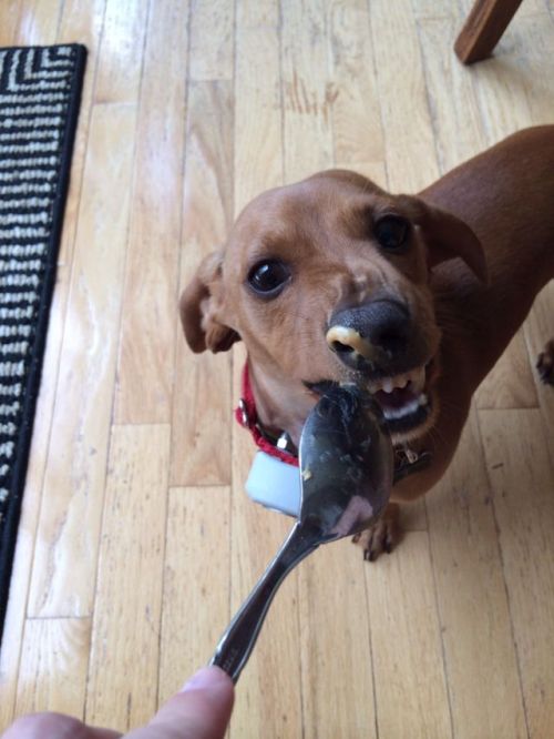 biggiethedachshund:This is what pure bliss looks like