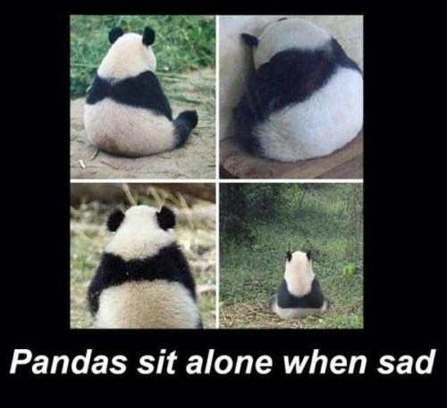 Sad Panda adult photos