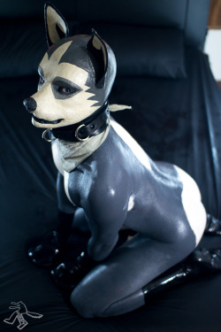 squeakpup:  Show me a treat, and I’ll be a good boy. 😏📷 @k0mpy