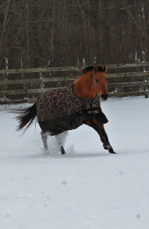 galloping horse