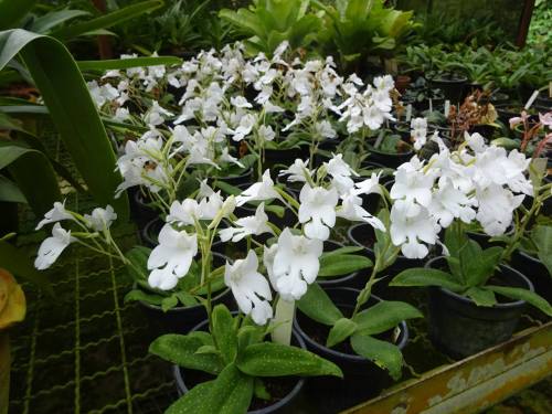  Habenaria carnea f. alba.Orchidaceae: Habenariiinae.ByJanyaporn Thawornsatitsakul. [x]